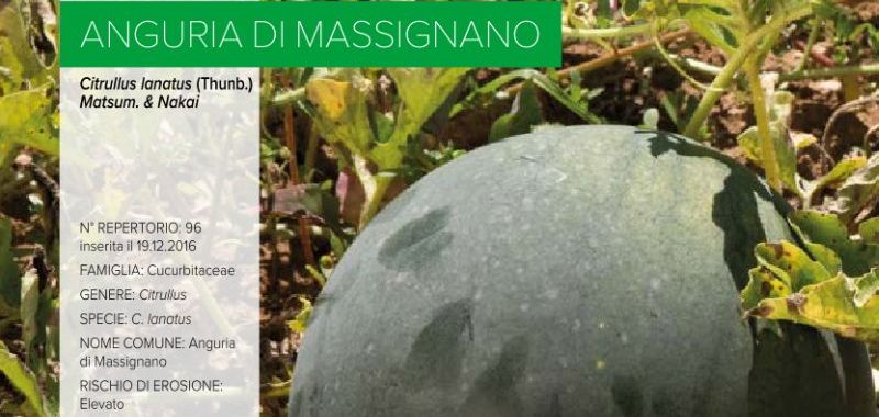 096. Anguria di Massignano