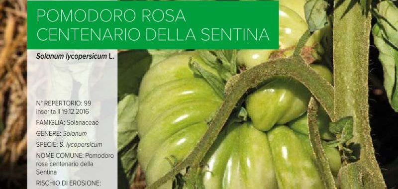099. Pomodoro Rosa Centenario della Sentina