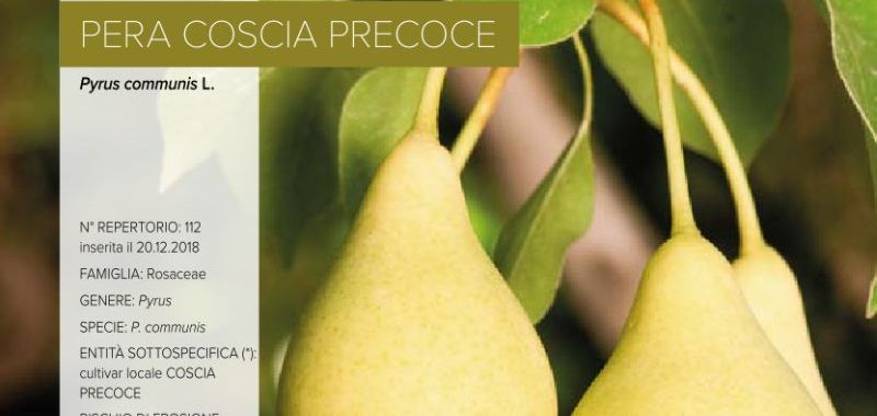 112. Pera Coscia Precoce