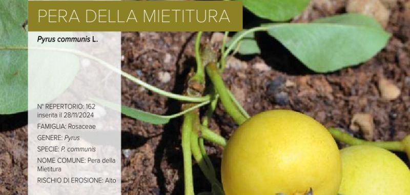 162 Pera della Mietitura