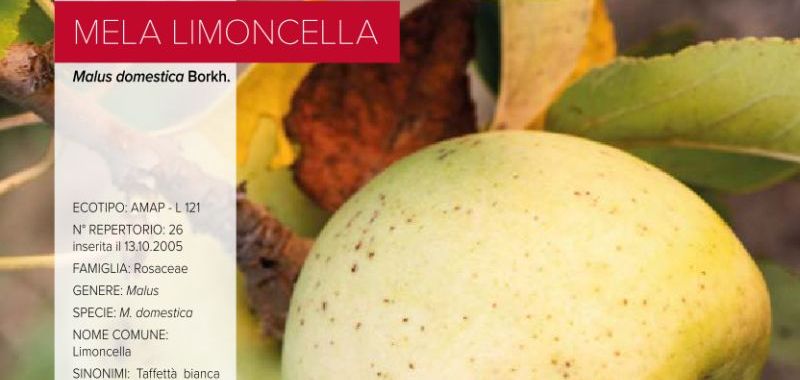 026. Mela Limoncella