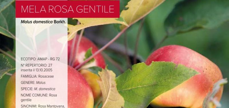 027. Mela Rosa Gentile