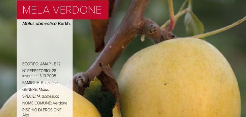 028. Mela Verdone