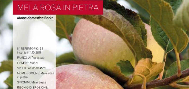 063. Mela rosa in pietra - accessione di Cerreto d'Esi