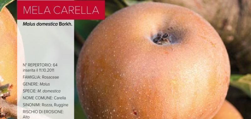 064. Mela Carella - accessione di Cerreto d'Esi