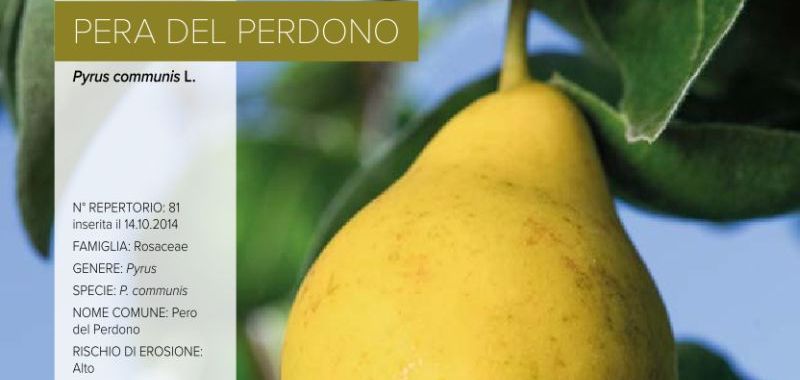 081. Pera del perdono