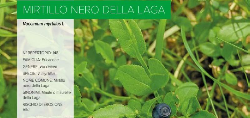 148. Mirtillo Nero della Laga
