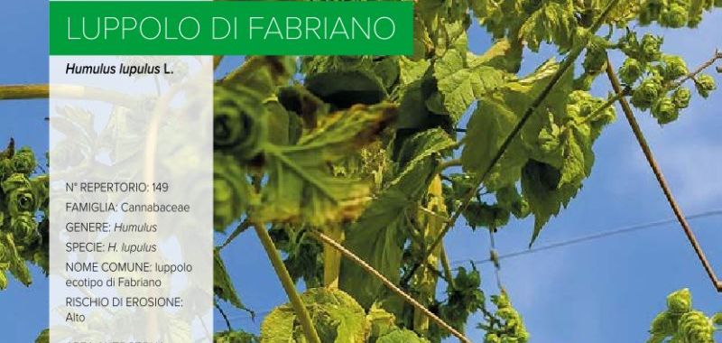 149. Luppolo di Fabriano