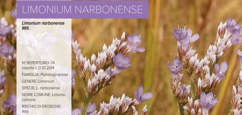 074. Limonium narbonense