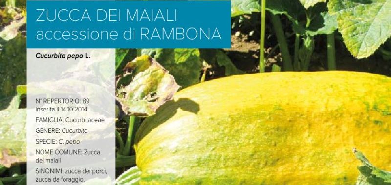 089. Zucca dei maiali - Accessione di Rambona