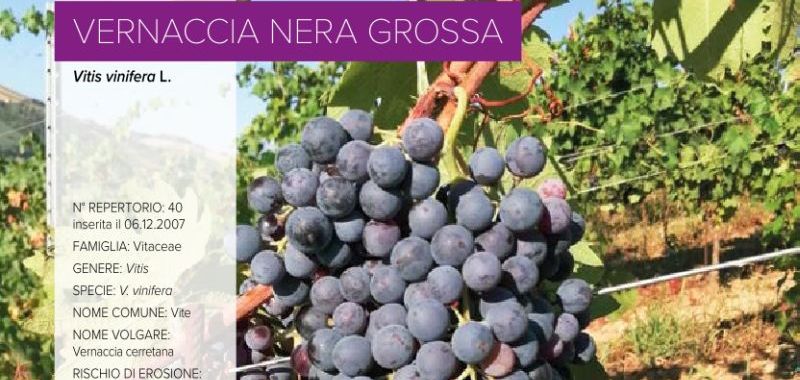 040. Vernaccia nera grossa (Cerretana)