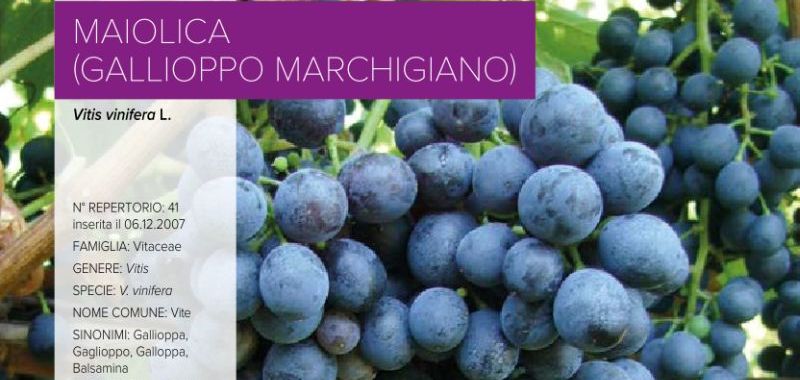 041. Maiolica (Gallioppo Marchigiano)