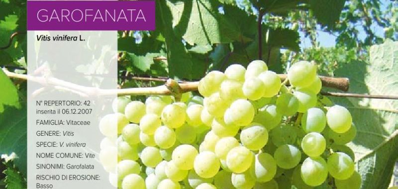 042. Garofanata