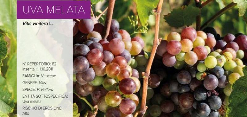 062. Uva Melata
