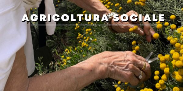 L'immagine ritrae delle mani intente a raccogliere dei fiori gialli di una pianta 