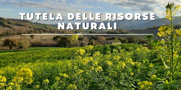 L'immagine ritrae un campo di colza in fiore