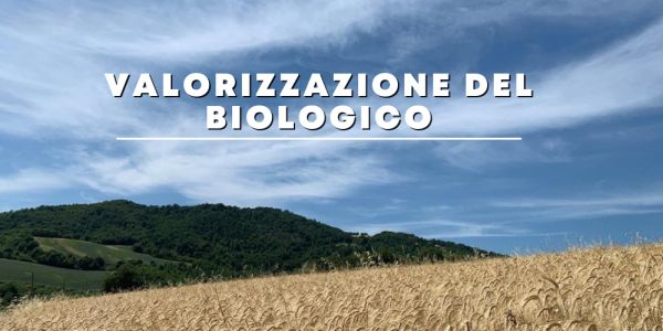 L'immagine ritrare un campo di grano e una collina verde sotto un cielo azzurro parzialmente annuvolato