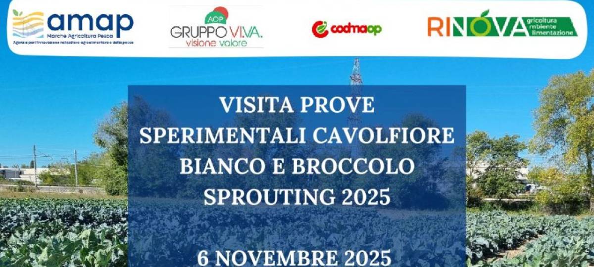 06/11/2025: Visita prove sperimentali cavolfiore bianco e broccolo sprouting 2025