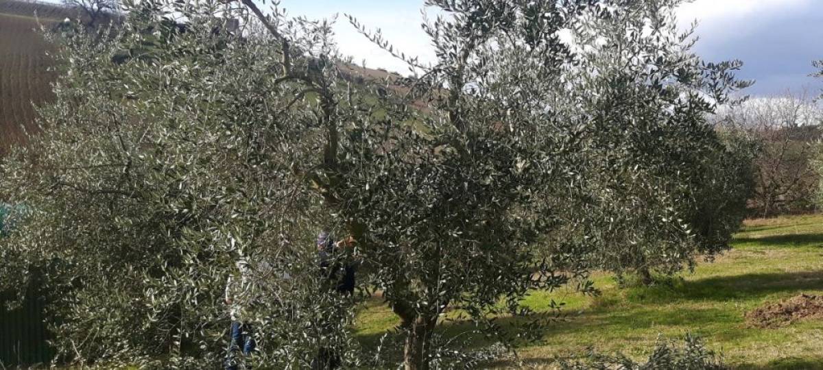 26° Corso professionale di potatura dell'olivo 20-21-22-23 gennaio 2026