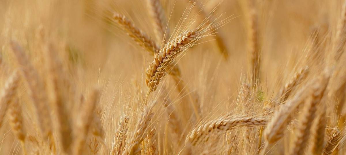 Pubblicati i risultati delle sperimentazioni sui cereali per l'anno 2024-2025